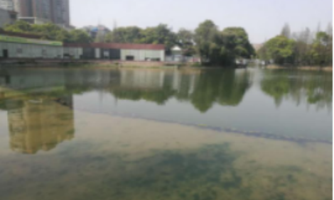 項目名稱：衡陽西湖公園黑臭水體治理項目治理工程主要內(nèi)容：1.西湖水域面積約96畝，64000m2，湖岸總長度約2620m的治理工程。2.對西湖水體進(jìn)行綜合整治，通過控源截污、生態(tài)治理等措施，提高水體自凈能力，實現(xiàn)生態(tài)系...
